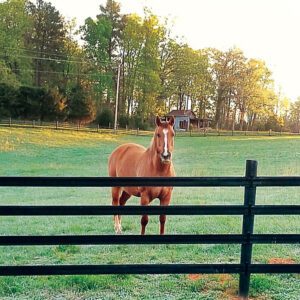 A horse standing behind a black fence in a green field during sunset.