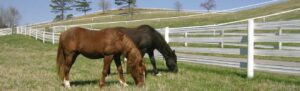 Two horses grazing peacefully in a fenced pasture.
