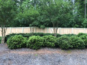 A green hedge and trees in front of a wooden fence along a gravel path.